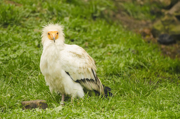 Common vulture, neophron percnopterus