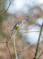 Blaumeise (Cyanistes caeruleus) im Winter