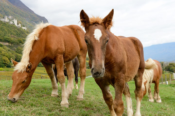 two beautiful brown horses at the base of the mountain, old cast