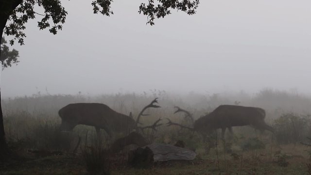 Red Deer Rutting in Richmond Park in Mist and Fog