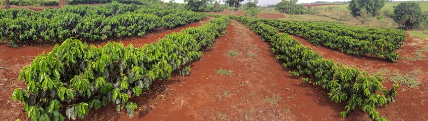Fototapeta na wymiar New coffee plantation farm