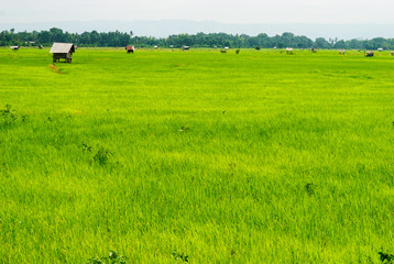 Green rice field with many little hut in the sun light