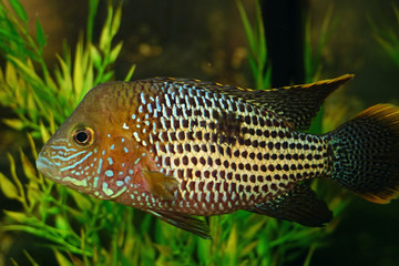 aquarium