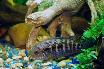 aquarium