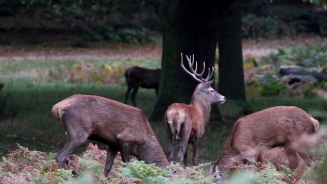 Red Deer Rutting in Richmond Park 