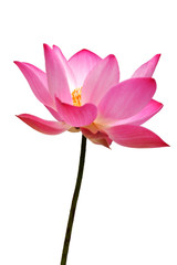 lotus flowe isolated on white background.