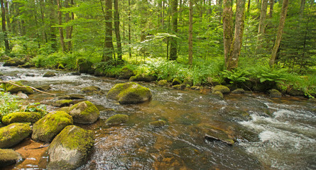Obraz premium Stream through a sunny forest in summer
