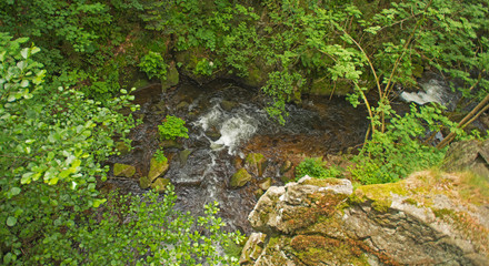 Fototapeta premium Stream through a sunny forest in summer
