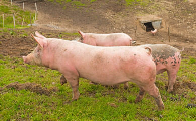 Cattle in the mountains of Vosges in summer