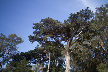 Pacific Cypress treetops