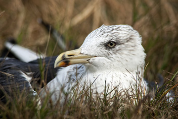 Gaviota