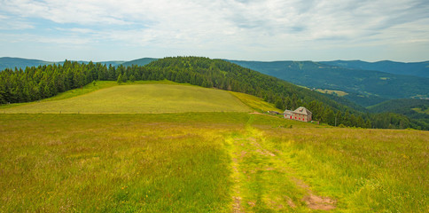Meadows in mountains in summer
