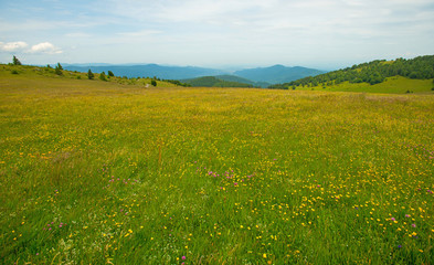 Meadows in mountains in summer