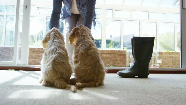  Young woman at home with 2 cute young puppies, working on obedience training. 