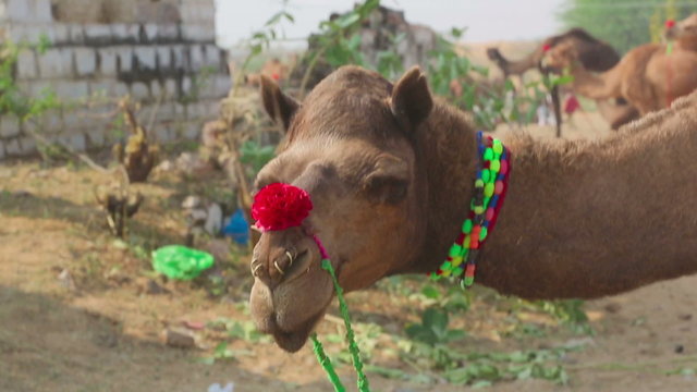 Decorated camel