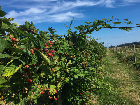 Raspberry Bush Farm