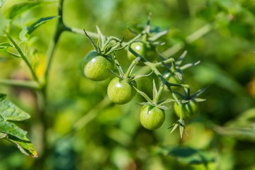 Green unripe tomatoes