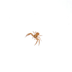 Small spider on a white background