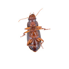 Brown bug on a white background