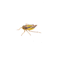 Small brown insect on a white background