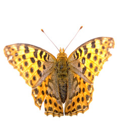 Colored butterfly on the white background