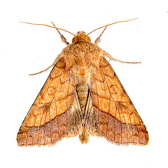 Obraz premium Brown moth on a white background