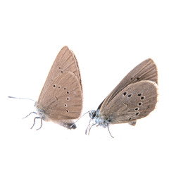 Two brown butterflies on a black background