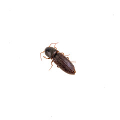 Brown bug on a white background