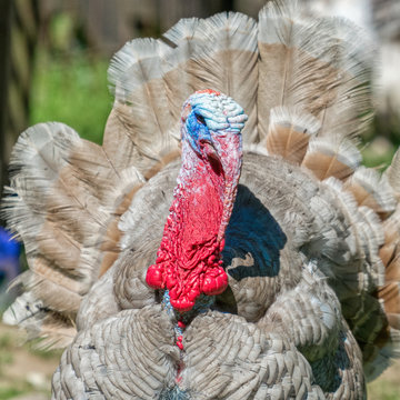 Detail of the red head of grey turkey