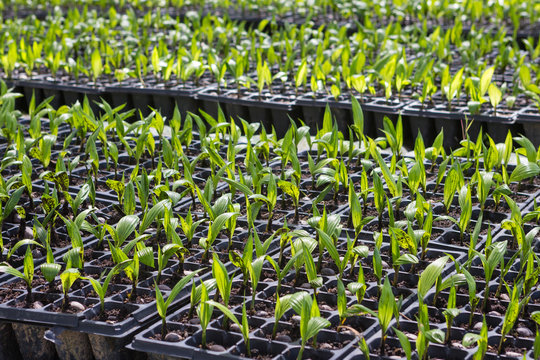palm seed in plantation