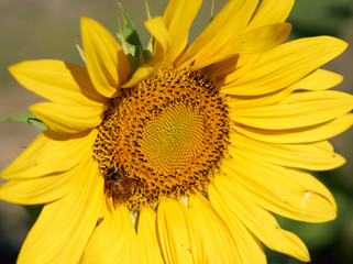 Bee collect pollen from yellow sunflower