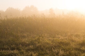 Fototapeta na wymiar Meadow at morning