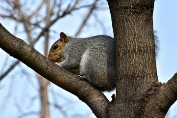 Close up of a squirrel