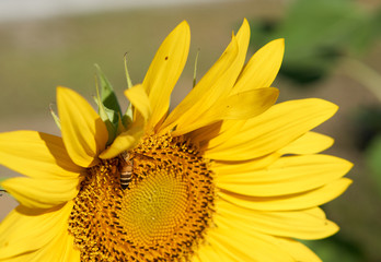 Bee collect pollen from yellow sunflower