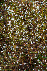 Little white flowers on the ground