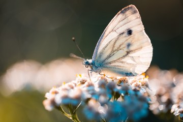 Butterfly sitting on plant