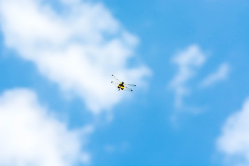 dragonfly flying on blue sky(Rhyothemis phyllis)