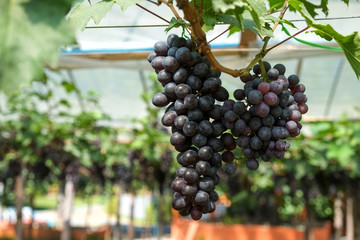 red wine grapes hang from a vine