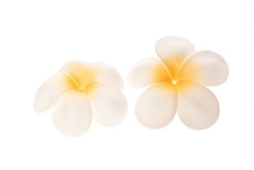  Frangipani flowers on white background