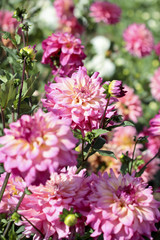 Fototapeta premium dahlia farm