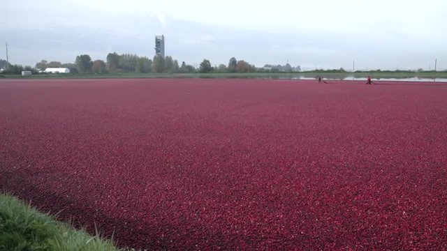 Flooded Cranberry Bog Ready for Harvest. Cranberries float on a flooded cranberry bog ready for harvest. Richmond, British Columbia, Canada.
