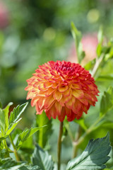 dahlia flower