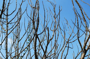 dry tree against blue sky.