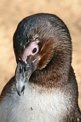 African Penguin in the Zoological Center