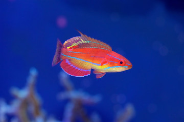 Obraz premium McCosker's Flasher Wrasse, Paracheilinus mccoskeri