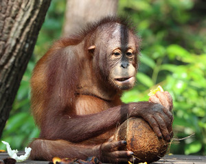 Wild Orangutan at Kota Kinabalu Sabah Orangutan Sanctuary eating fruits and vegetable