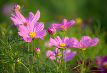 Obraz premium cosmos flowers