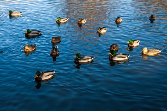 Mallard ducks swimming in pond