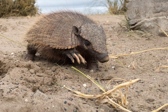 Sud America armadillo close up portrait