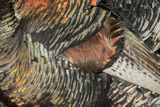 Turkey Feathers Rainbow Metallic Background